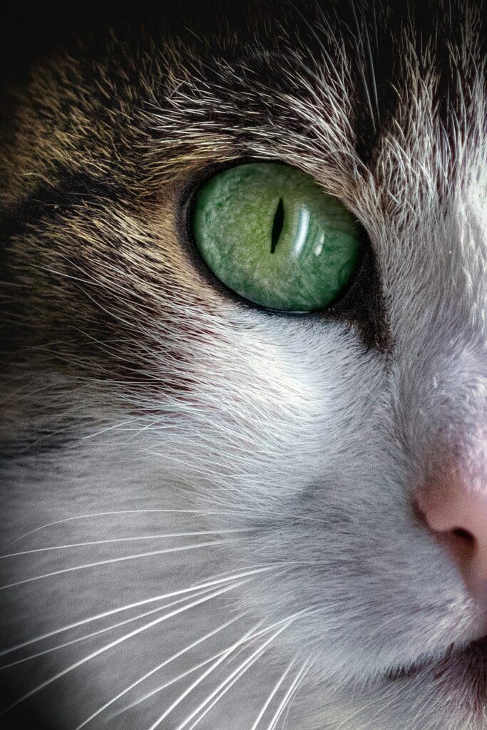 pets1