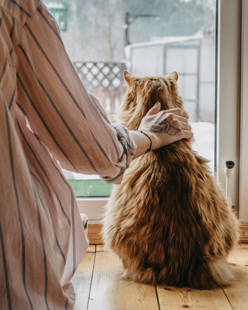 pets12