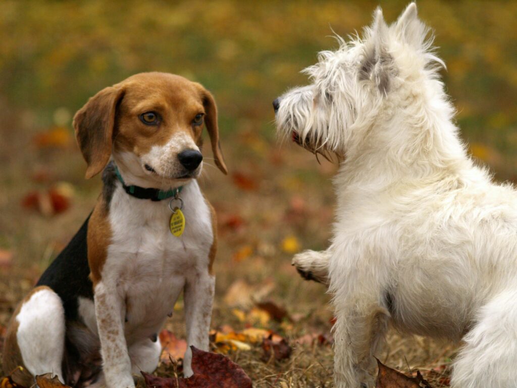 pets13