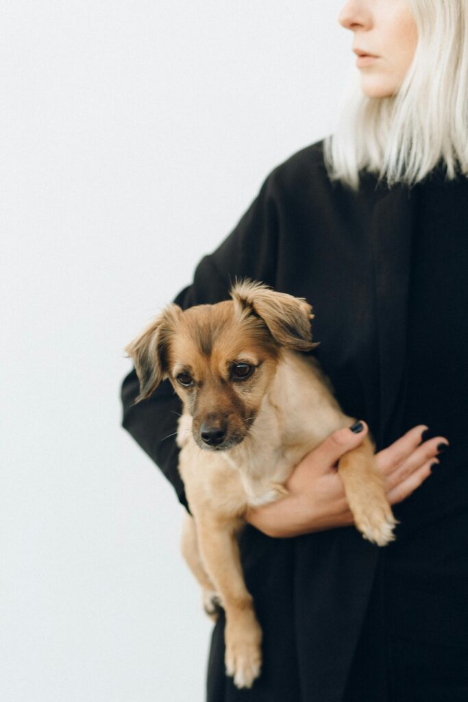 pets11