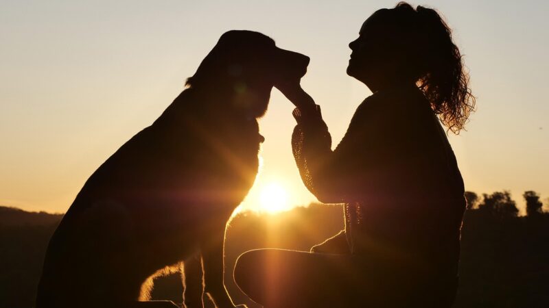 Tutoras e Cães: Motivos dessa Conexão Genuína.