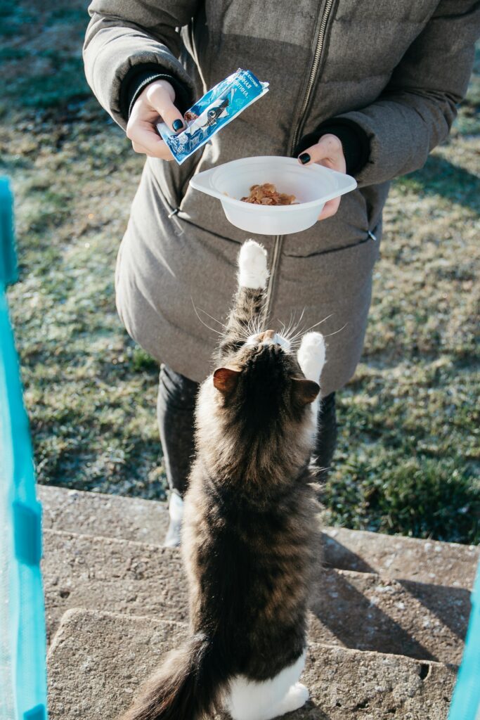 gatos5