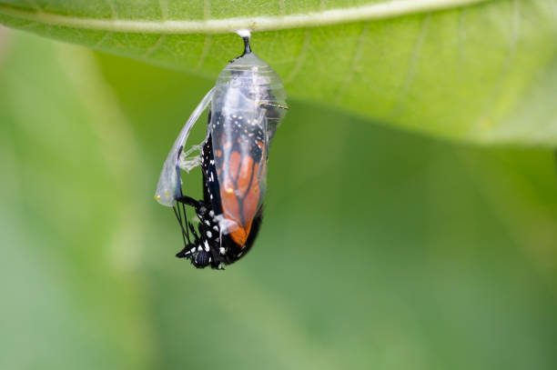 imagem que mostra a metamorfose simbolizando as mudanças.